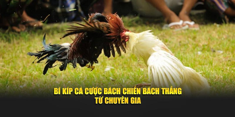 Bí kíp cá cược bách chiến bách thắng từ chuyên gia